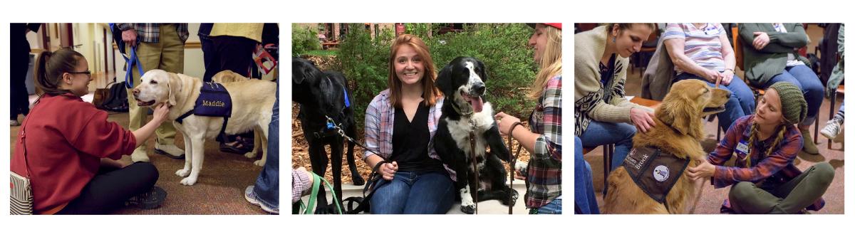 Three images of therapy dogs in training with their human handlers