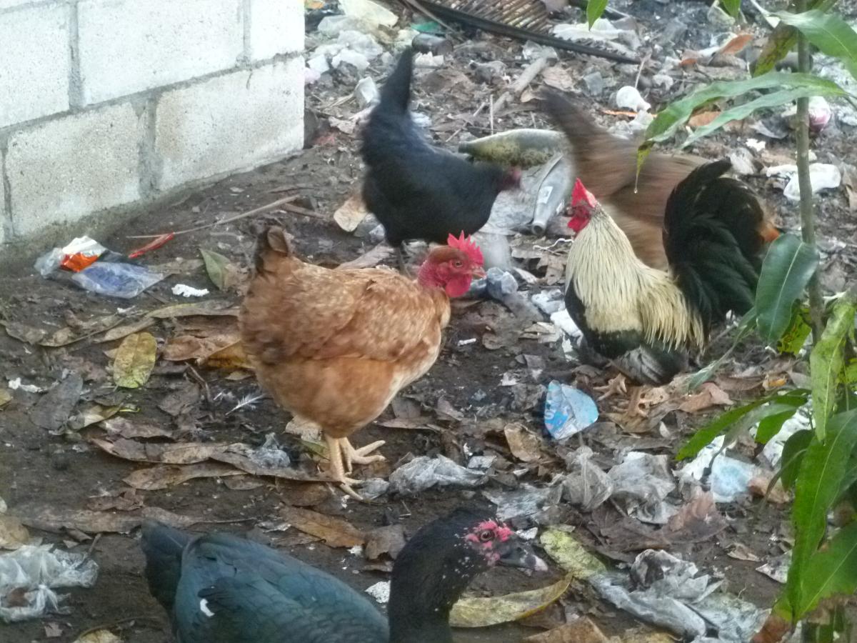 Backyard poultry. Monterrico, Santa Rosa, Guatemala